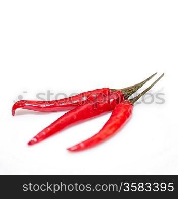 tree red chilli pepper isolated on the light gray