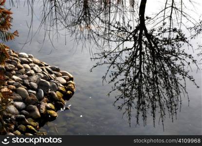 Tree reflected in water surface in Federico Garcia Lorca park, Granada, Andalusia, Spain