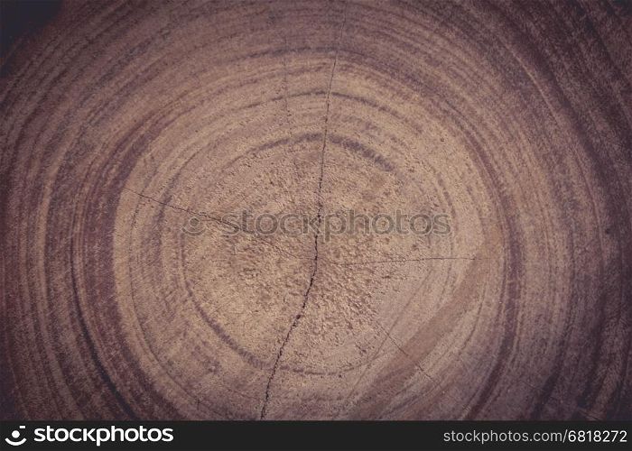 tree ring can tell tree age and wonder abstract photo