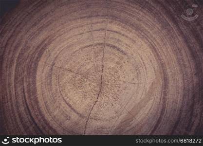 tree ring can tell tree age and wonder abstract photo