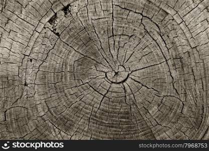 Tree rings old weathered wood texture with the cross section of a cut log showing the concentric annual growth rings as a flat nature background and conservation concept of forestry and aging.
