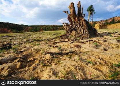 Tree root on the dried field in Yunnan province, China