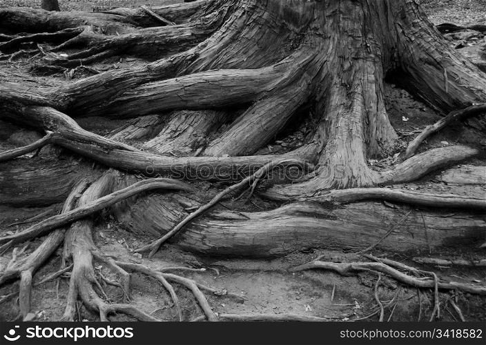 Tree roots. Complex structure of roots of a coniferous tree
