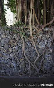 Tree roots growing through rock