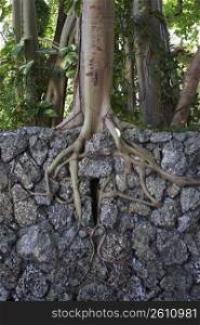 Tree roots growing through rock