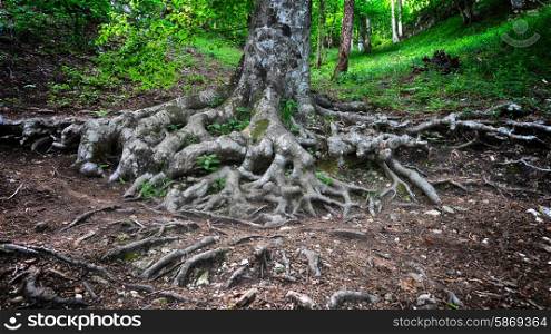 tree roots in spring green forest