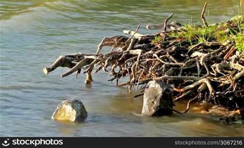 Tree roots in the water