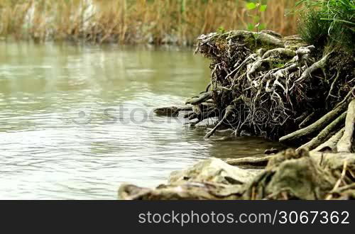 Tree roots in the water