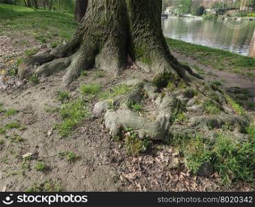 Tree roots near a river. Tree roots of an old tree near the river bank