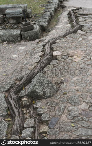 Tree roots passing through cobblestone pavement, Copan, Copan Ruinas, Copan Department, Honduras