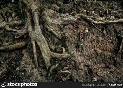 Tree roots sticking out of the soil