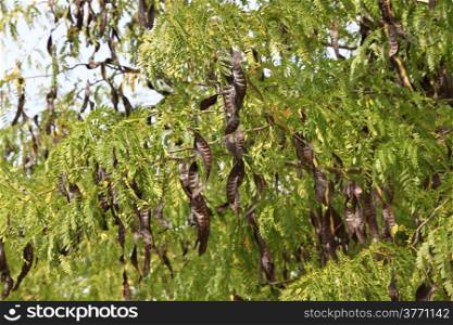 tree seeds in pods Black