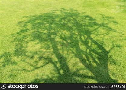Tree shadow on short green grass in spring