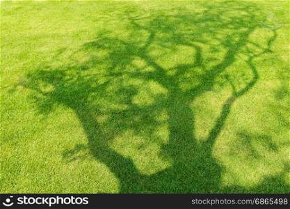 Tree shadow on short green grass in spring