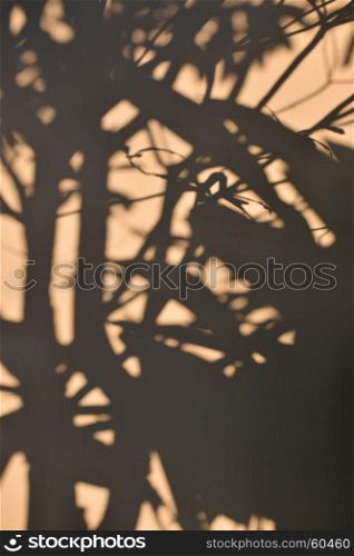 tree shadow on the brown concrete wall background