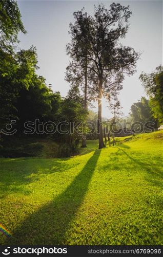 Tree shadow with sunset