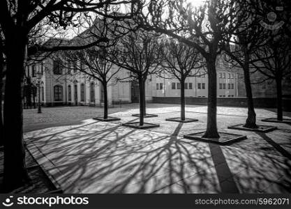 tree shadows in morning Dresden, Germany
