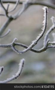 Tree shoots covered in frost