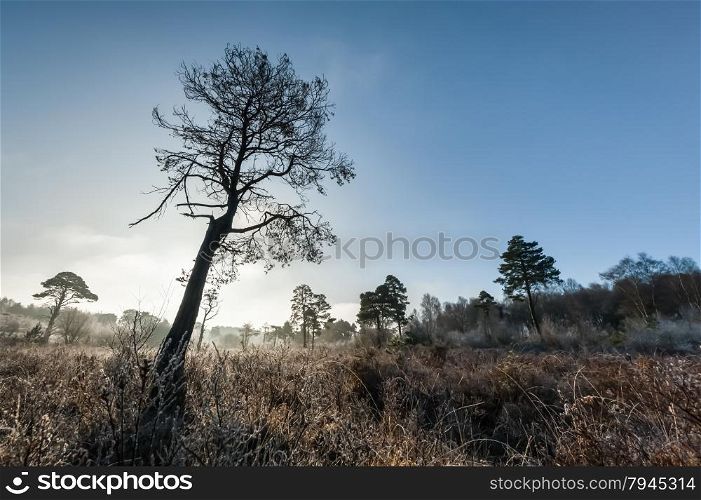 tree silhouette in a wintry landscape