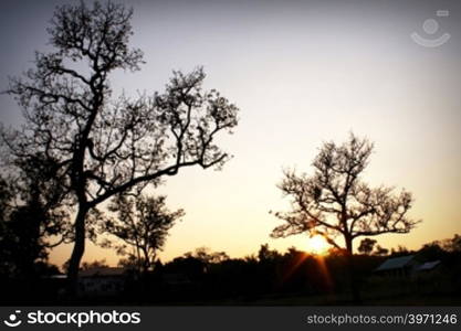 Tree Silhouette In Nature