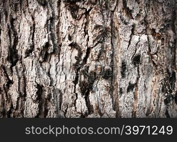 Tree Silhouette In Nature