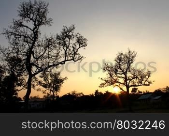 Tree Silhouette In Nature