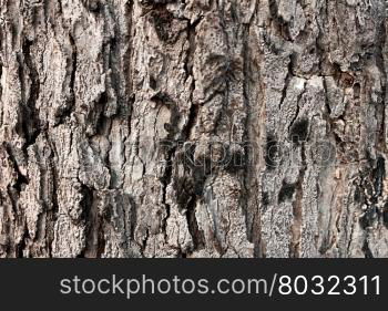 Tree Silhouette In Nature