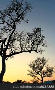 Tree Silhouette In Nature