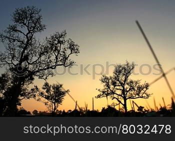 Tree Silhouette In Nature