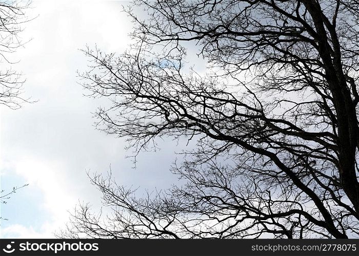tree silhouette on cloudy background