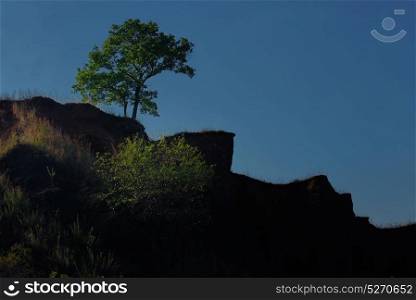 Tree Silhouette on hill in summer time