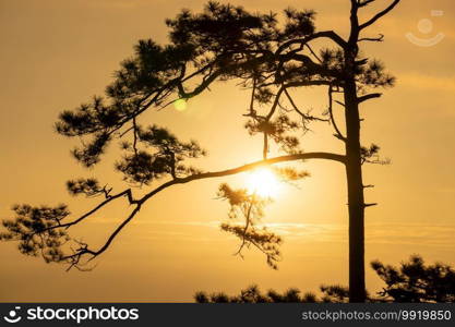 Tree silhouette sunrise at Pha Nok Aen, Phu Kradueng, Thailand