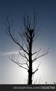tree silhouette trace in blue sky