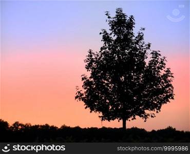 Tree silhouetted by sunset sky