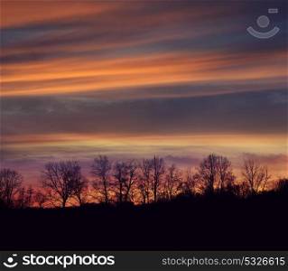 tree silhouettes agains a colorful sunset