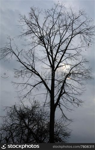 Tree silhouettes against cloudy sky in the late fall