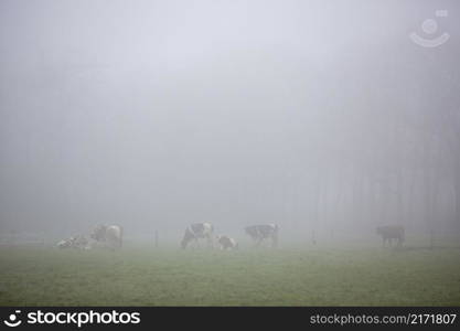 tree silhouettes and cows in green meadow near farm in mist on dutch countryside near Scherpenzeel in the netherlands