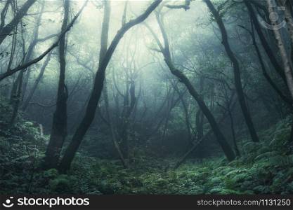tree silhouettes in dark green foggy forest