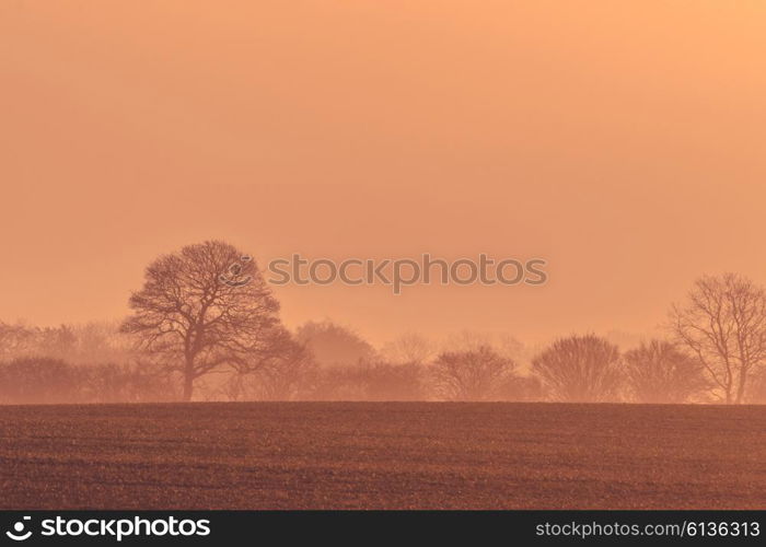 Tree silhouettes in the misty morning sunrise