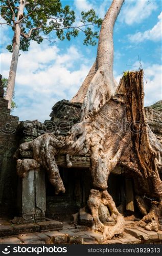 Tree sitting on stone wall at Angkor Wat. A Tree sitting on stone wall at Angkor Wat Cambodia