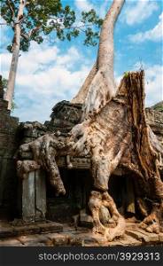 Tree sitting on stone wall at Angkor Wat. A Tree sitting on stone wall at Angkor Wat Cambodia