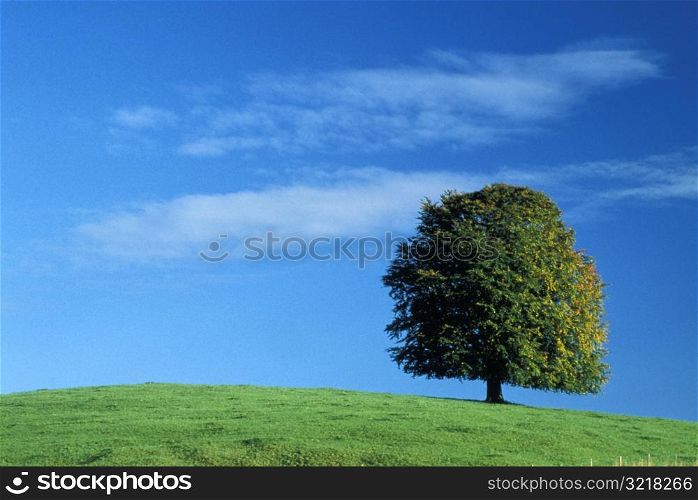 Tree Standing Alone on a Hill