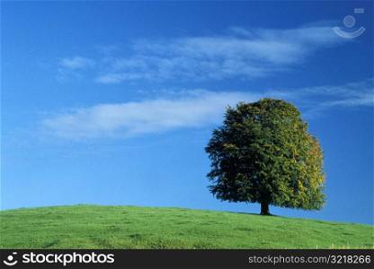 Tree Standing Alone on a Hill
