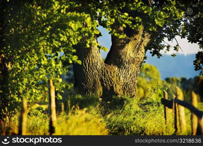 Tree Standing In Country