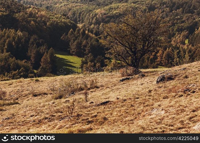 tree standing on a hillside
