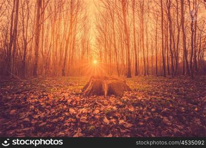 Tree stump in a forest sunrise in the fall
