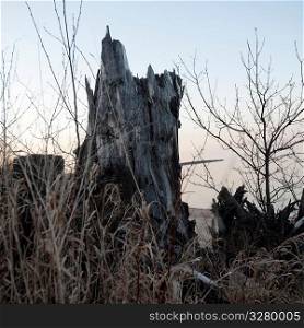 Tree stump in Gimli, Manitoba, Canada