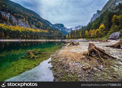 Tree stumps after deforestation near Gosauseen lake, Upper Austria. Colorful autumn alpine view of mountain lake with clear transparent water and reflections. Dachstein summit and glacier in far.