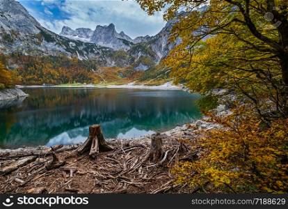Tree stumps after deforestation near Hinterer Gosausee lake, Upper Austria. Colorful autumn alpine view of mountain lake with clear transparent water and reflections. Dachstein summit and glacier in far.