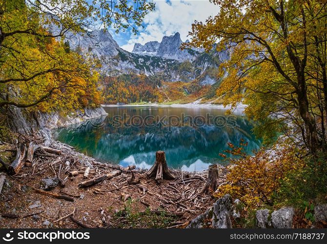 Tree stumps after deforestation near Hinterer Gosausee lake, Upper Austria. Colorful autumn alpine mountain lake with clear transparent water and reflections. Dachstein summit and glacier in far.